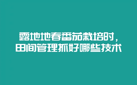 露地地春番茄栽培时，田间管理抓好哪些技术-会东网