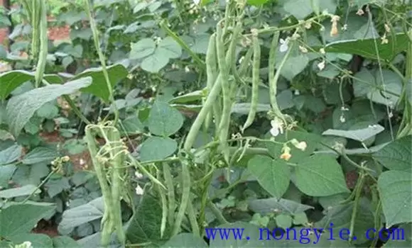 什么叫菜豆再生栽培 其增产效果怎样-会东网