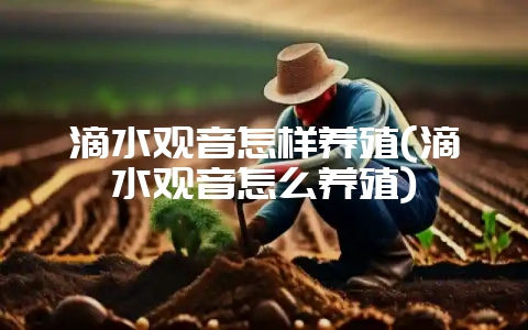 滴水观音怎样养殖(滴水观音怎么养殖)-会东网