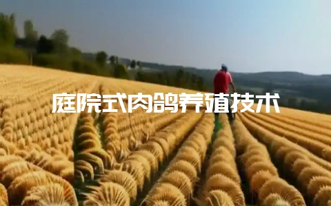 庭院式肉鸽养殖技术-会东网