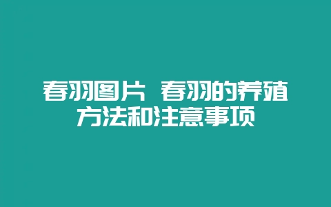 春羽图片 春羽的养殖方法和注意事项-会东网