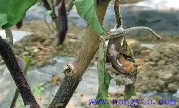 茄子菌核病的症状特点 茄子菌核病的防治方法-会东网