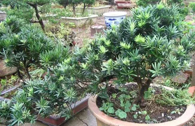 罗汉松和红豆杉的区别-会东网