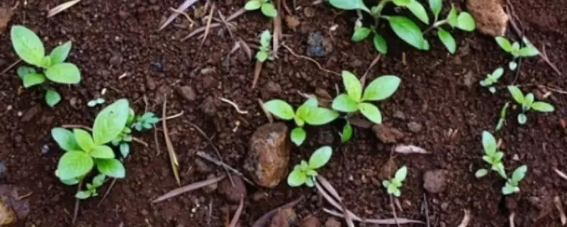 花有小白虫快速消灭的方法-会东网