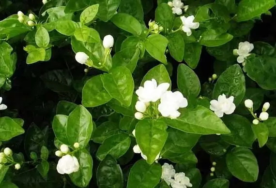 茉莉花的养殖技术要点-会东网