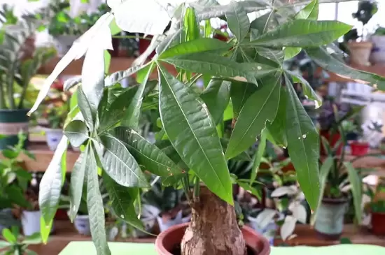 十大客厅风水植物-会东网