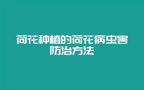 荷花种植的荷花病虫害防治方法-会东网
