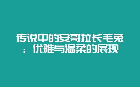 传说中的安哥拉长毛兔:优雅与温柔的展现-会东网