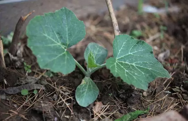 南瓜的种植时间及播种方法-会东网