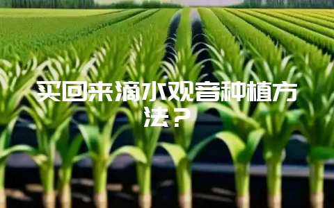 买回来滴水观音种植方法？-会东网