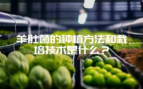 羊肚菌的种植方法和栽培技术是什么？-会东网