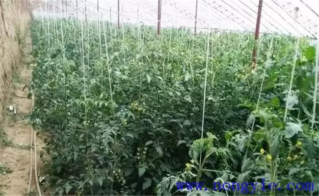 大棚中圣女果生长过旺怎么办,圣女果如何控旺-会东网
