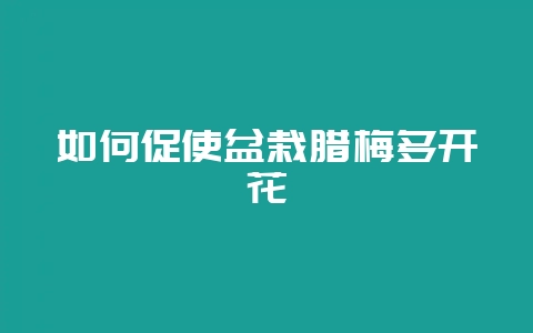 如何促使盆栽腊梅多开花-会东网