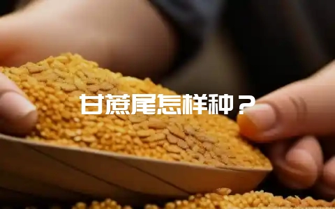 甘蔗尾怎样种？-会东网