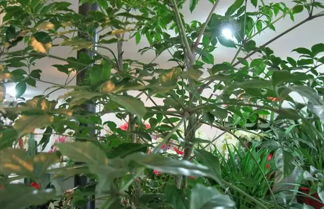 幸福树和发财树的区别-会东网