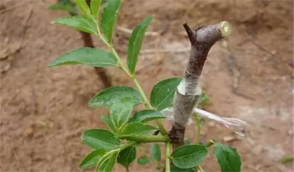 枣树嫁接时间和方法,略谈枣树的五种嫁接方法-会东网
