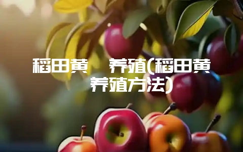 稻田黄鳝养殖(稻田黄鳝养殖方法)-会东网
