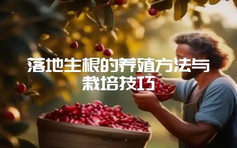 落地生根的养殖方法与栽培技巧-会东网