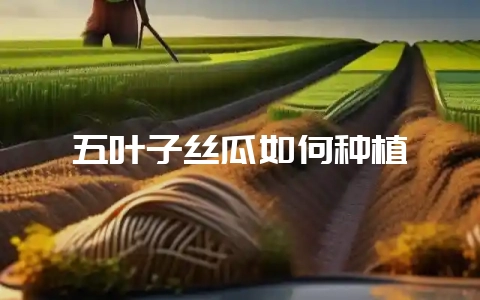 五叶子丝瓜如何种植-会东网