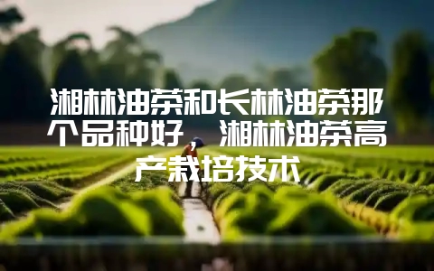 湘林油茶和长林油茶那个品种好，湘林油茶高产栽培技术-会东网