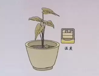 花卉生长条件：五方面,每方面都很重要-会东网