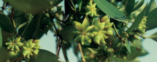 八角是什么果实类型插图 八角是什么果实类型插图