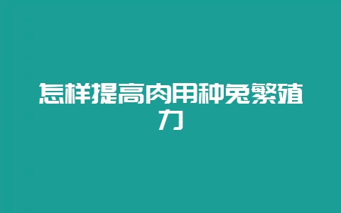 怎样提高肉用种兔繁殖力-会东网