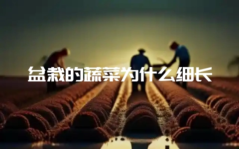盆栽的蔬菜为什么细长-会东网