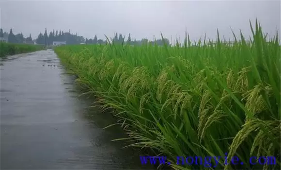 阴雨寡照天如何预防水稻稻田高温伏旱-会东网