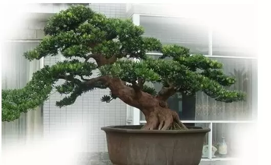 罗汉松如何种植 罗汉松养殖方法-会东网