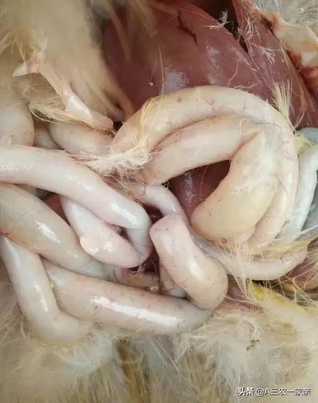 小肠球虫 盲肠球虫,肠炎都有什么危害,如何防范-会东网