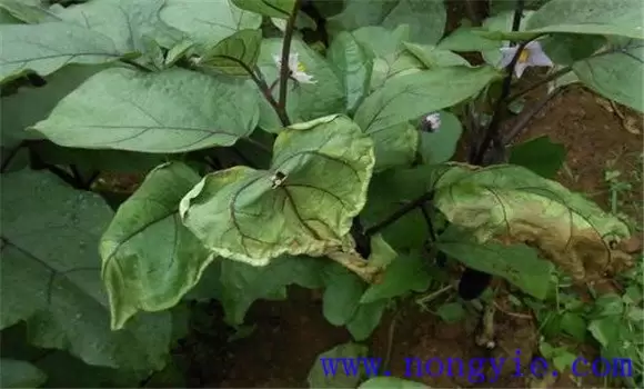 茄子黄萎病的发病条件 茄子黄萎病的防治方法-会东网