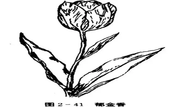 郁金香如何养殖,郁金香的养殖方法-会东网