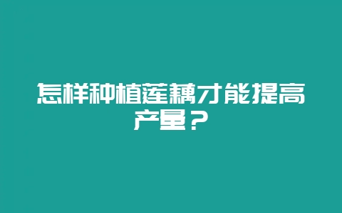 怎样种植莲藕才能提高产量?-会东网