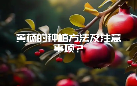 黄杨的种植方法及注意事项？-会东网