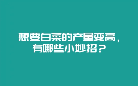 想要白菜的产量变高,有哪些小妙招?-会东网