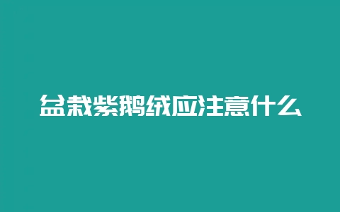 盆栽紫鹅绒应注意什么-会东网