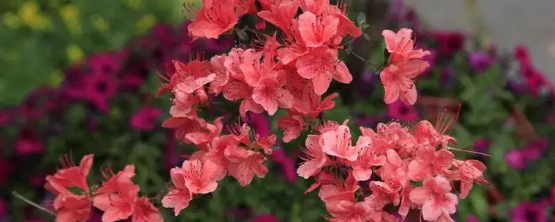 杜鹃花的养护,如何让她绽放最美-会东网