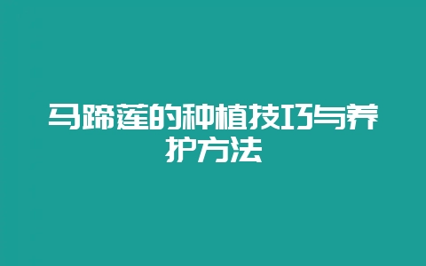 马蹄莲的种植技巧与养护方法-会东网