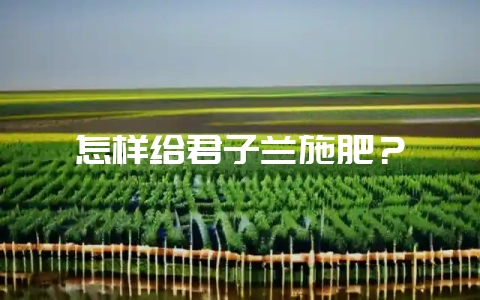 怎样给君子兰施肥？-会东网