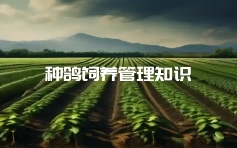 种鸽饲养管理知识-会东网
