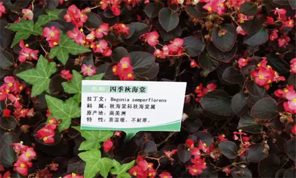 秋海棠如何繁殖 秋海棠的繁殖方法-会东网