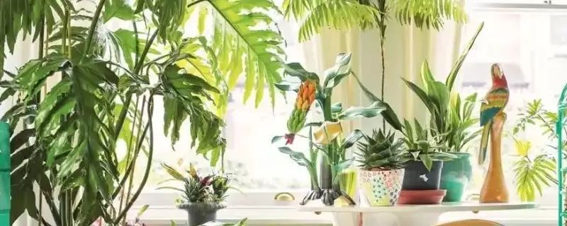 室内放太多植物的坏处-会东网