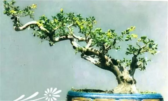 大叶黄杨盆景的制作与管理-会东网
