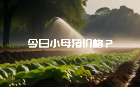 今日小母猪价格？-会东网