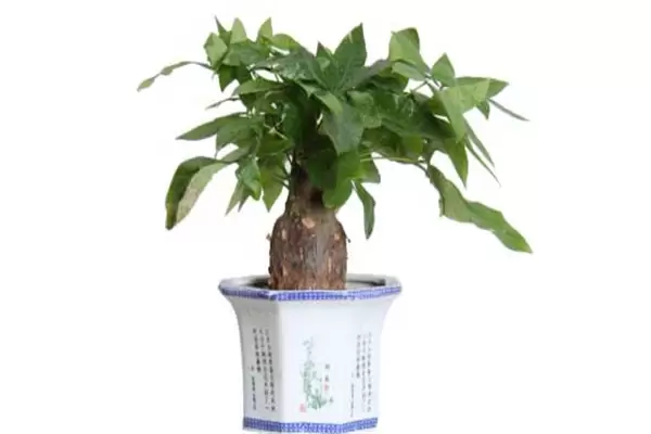 发财树会开花吗?发财树开花是什么预兆-会东网