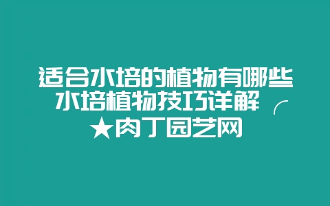适合水培的植物有哪些 水培植物技巧详解╭★肉丁园艺网-会东网