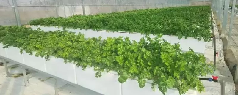 无土栽培所需投资成本,主要取决于大棚的建造材料-会东网