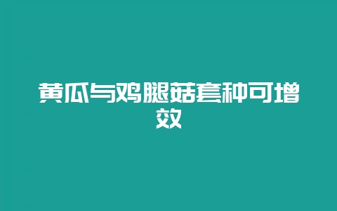 黄瓜与鸡腿菇套种可增效-会东网