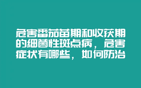 危害番茄苗期和收获期的细菌性斑点病，危害症状有哪些，如何防治？-会东网